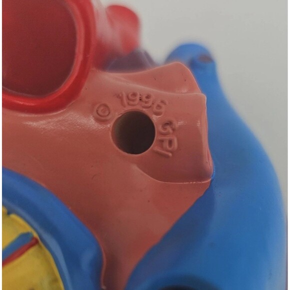 1996 GPI Anatomical Heart Model 5.5 in x 3 in ~ 2 Parts, No Display Stand, EUC - Picture 8 of 10